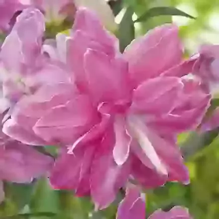 Lotus Wonder